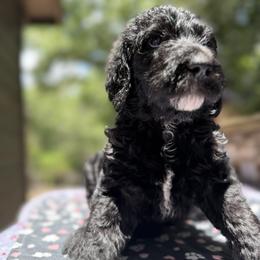 Loki - Black male Double Doodle puppy in Mineola, Texas from ETX Dandy Doodle