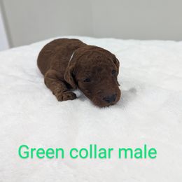 Boy 3 - Red  Poodle puppy in Gastonia, North Carolina from Singer Standards