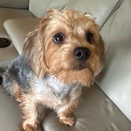 Sadie - Morkie