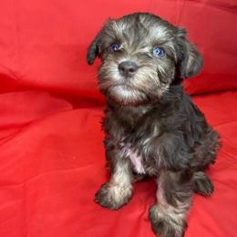 PARIS - Liver female Miniature Schnauzer puppy in Pisgah, Alabama from Mashburns Little Munchkins