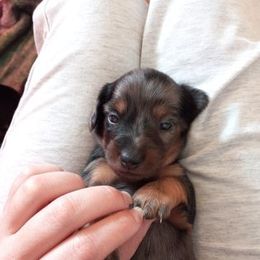 Dachshund Puppies from White River Valley Kennel