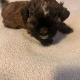 Boy 3 - Tricolor male Shih Tzu puppy in Benbrook, Texas from Michael’s Shih Tzus
