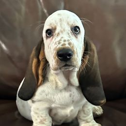 Reserved- ( Blue Belle ) Light blue collar - Black brown and white female Basset Hound puppy in Columbia, South Carolina from Pawmetto Hounds