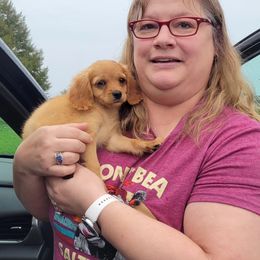 Aussiedoodle, Cavapoo, and Poodle Puppies from B&M Cottonwood Canines