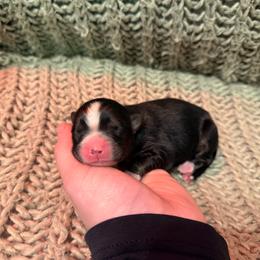 Fry - Black tri-color female Australian Shepherd puppy in Altmar, New York from E&C Australian Shepherds