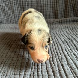 Socks - Blue merle female Australian Shepherd puppy in Hillsboro, Oregon from A&D Australian Shepherds