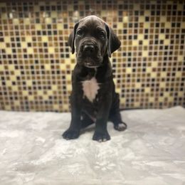 Silver collar - Black male Great Dane puppy in Ider, Alabama from Sand Mountain Danes LLC
