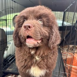 Blue Boy - Brown male Newfoundland puppy in Hale, Missouri from Grand River Newfoundlands