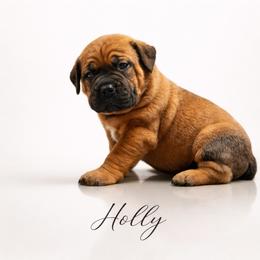 Holly - Fawn female Boerboel puppy in Delta, Colorado from SATA Kennels