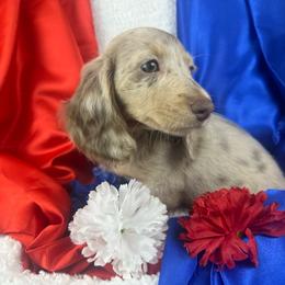 Martina - Dapple female Dachshund puppy in Mesquite, Texas from AB Dachshund