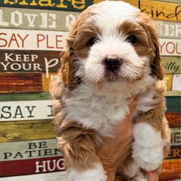 Pooh - Red  male Goldendoodle puppy in Bradenton, Florida from Christianna’s Mini Goldendoodles