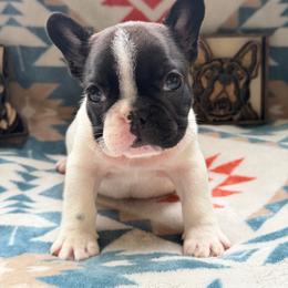Moose Tracks - Brindle and white male French Bulldog puppy in Washington, Pennsylvania from Crooked Pine French Bulldogs
