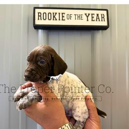Jackie purple collar - Liver roan female German Shorthaired Pointer puppy in Six Mile, South Carolina from The Proper Pointer Co.