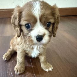 Girl 2 - female Cavalier King Charles Spaniel puppy in Solon, Ohio from Rosie’s Pups