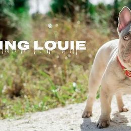 French Bulldogs from NVME Frenchies
