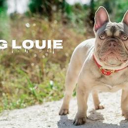 French Bulldogs from NVME Frenchies