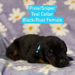 Teal Collar - Black and rust female Doberman Pinscher puppy in Lake City, Florida from Paintedcrazy Doberman Pinchers