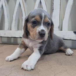 Teal - Blue tan and white female Beagle puppy in Henefer, Utah from Lazy G Kennels