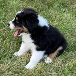 FREEDOM - Black tri-color male Australian Shepherd puppy in Markleville, Indiana from Take Five Aussies
