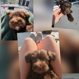 Miniature Schnauzer Puppies from Jentz Family Schnauzers