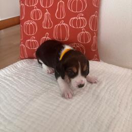 Yellow girl - Black white and tan female Beagle puppy in Rocklin, California from Whitney Ranch Beagles