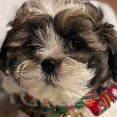 Shichons from Breeder