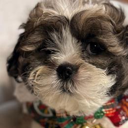 Shichons from Breeder