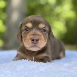 Moose - Chocolate and tan male Dachshund puppy in Newport, Tennessee from Foothills Mini Doxies