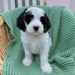 Prongs - Tri-color male Bernedoodle puppy in Apache Junction, Arizona from Coffey House Doodles
