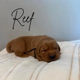 Reef - Dark golden male Golden Retriever puppy in Victorville, California from Martinez Goldens