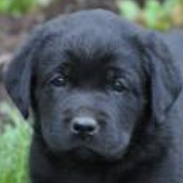 Labrador Retrievers from Tarrah Labradors, Reg’d.
