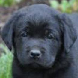 Labrador Retrievers from Tarrah Labradors, Reg’d.
