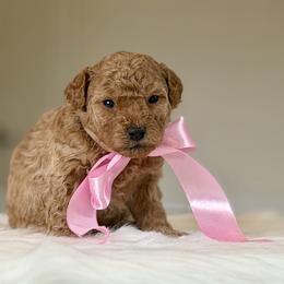 Holly - Apricot female Poodle puppy in Salem, Oregon from Lavish Poodles