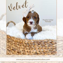 Velvet - Red  female Goldendoodle puppy in Bell Buckle, Tennessee from Precious Puptown Doodles