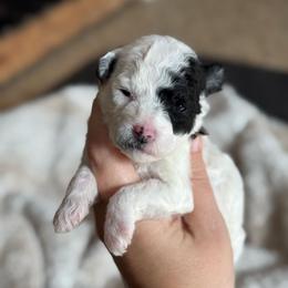 Cupcake - Black and white female Sheepadoodle puppy in Wharton, Texas from Little Fur Friends
