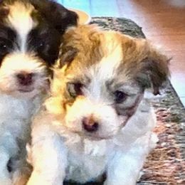 Havanese from Leatherwood Havanese