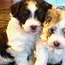 Havanese from Leatherwood Havanese