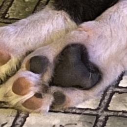 Border Collie Puppies from Cahill’s Canines
