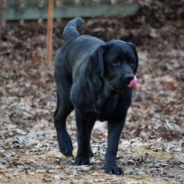 Labrador Retriever All Grown Up from EverOak Labradors