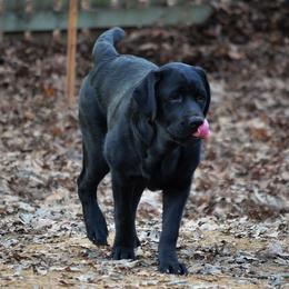 Labrador Retriever All Grown Up from EverOak Labradors
