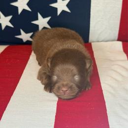 Woody - Chocolate male Pomeranian puppy in Lexington, Oklahoma from BooneDox Miniature Dachshunds