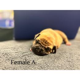 Female A - Red female American Pit Bull Terrier puppy in Pensacola, Florida from Alpha Alliance Kennels