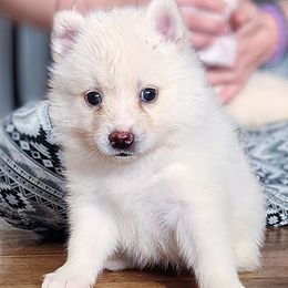 Ghost - White female Pomsky puppy in Kennewick, Washington from Nebula Ranch Pomskies