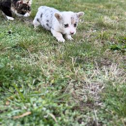 Pepper - Blue merle and white female American Corgi puppy in Aberdeen, Washington from Coastal country Farms