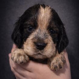 Quest - Tri-Roan male English Springer Spaniel puppy in Florida from Thunderbird Springers