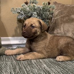 Goldie - Deadgrass female Chesapeake Bay Retriever puppy in Ulen, Minnesota from North Wind Gundogs