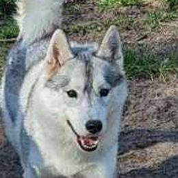 Vega - Siberian Husky