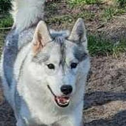 Vega - Siberian Husky