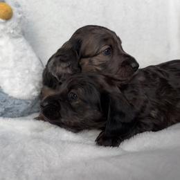 Dachshund Puppies from A Anchor Farm