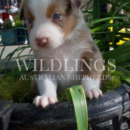 Fish- Red Collar - Red merle male Australian Shepherd puppy in Newport, Rhode Island from Wildlings Australian Shepherds